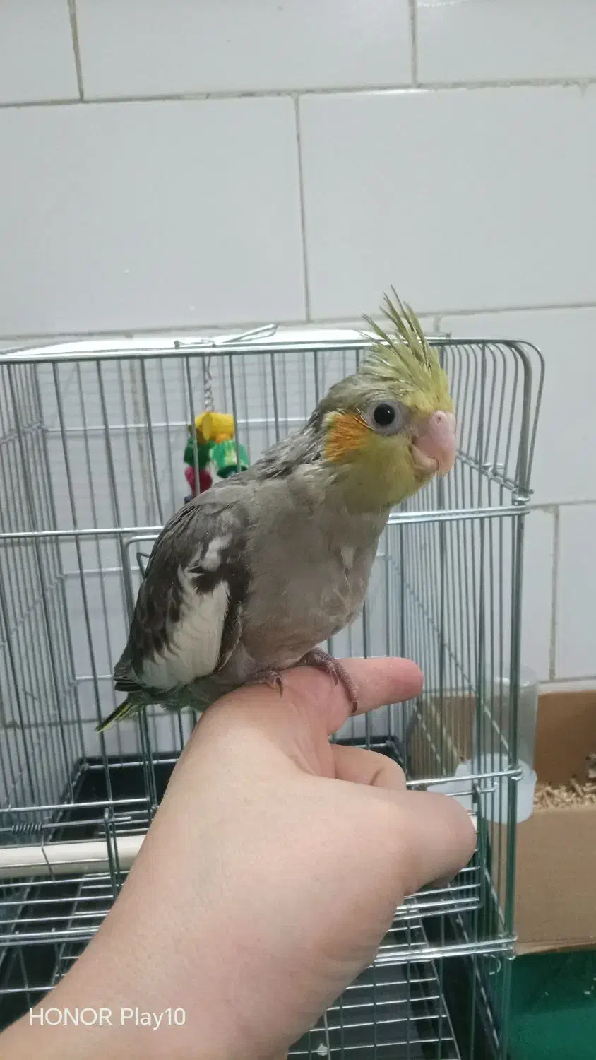 اسکیت عروس هلندی|اسباببازی|یزد, |دیوار