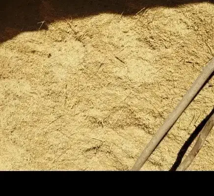 فروش کاه جو و کاه گندم و یونجه|حیوانات مزرعه|خنداب, |دیوار