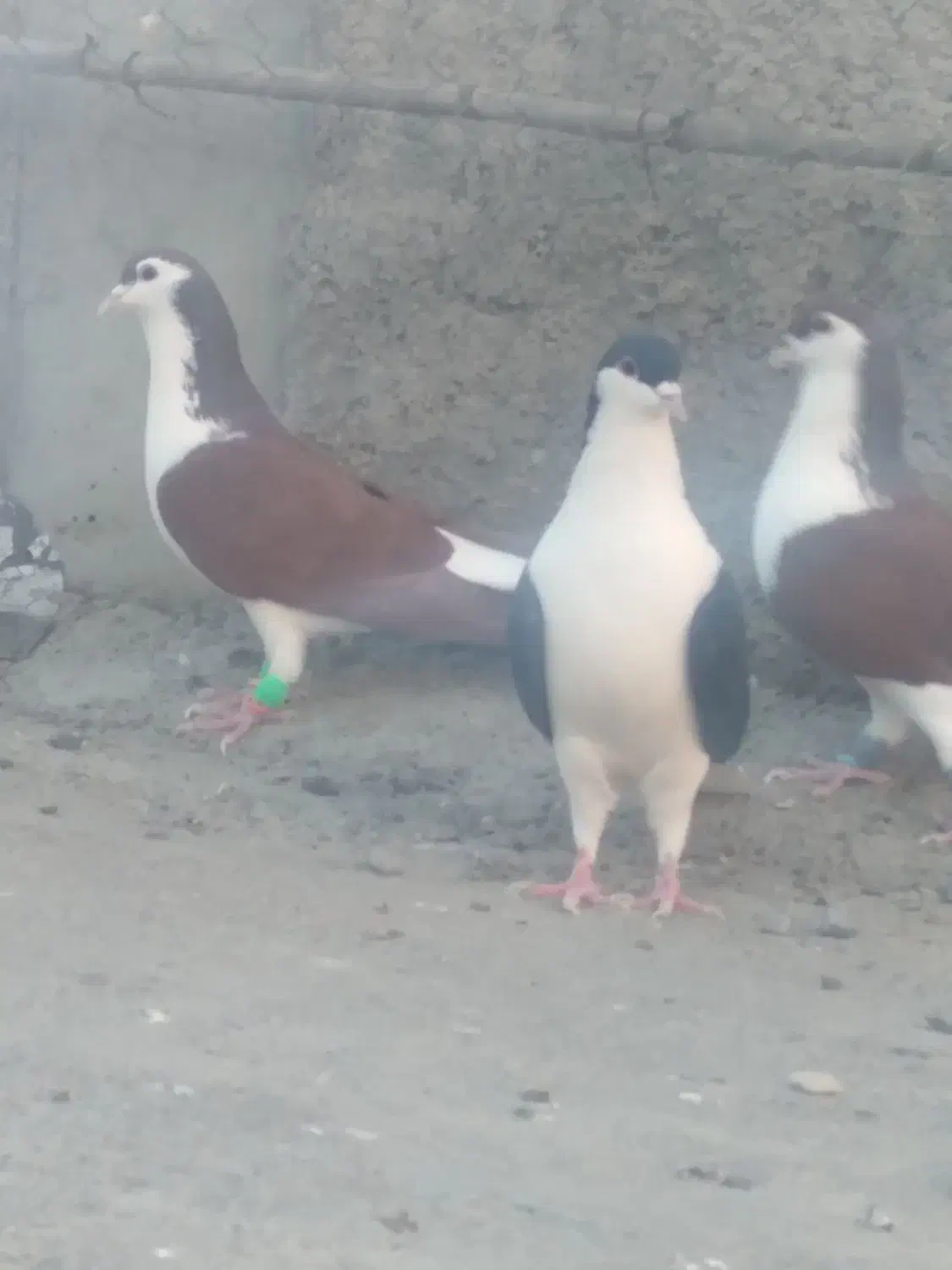 کبوتررنگی|پرنده|خان ببین, |دیوار