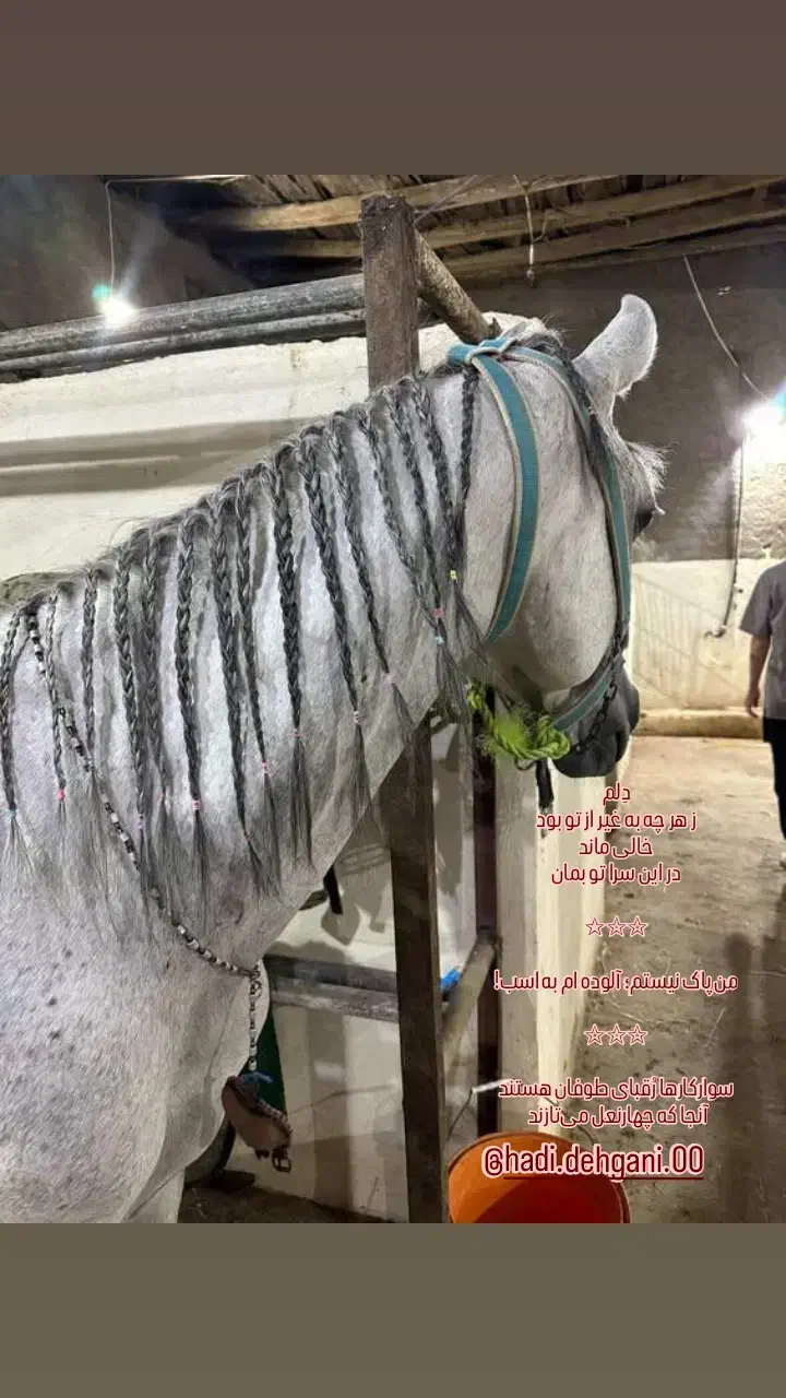 اسب|اسب و تجهیزات اسب‌سواری|تالش, هشتپر|دیوار