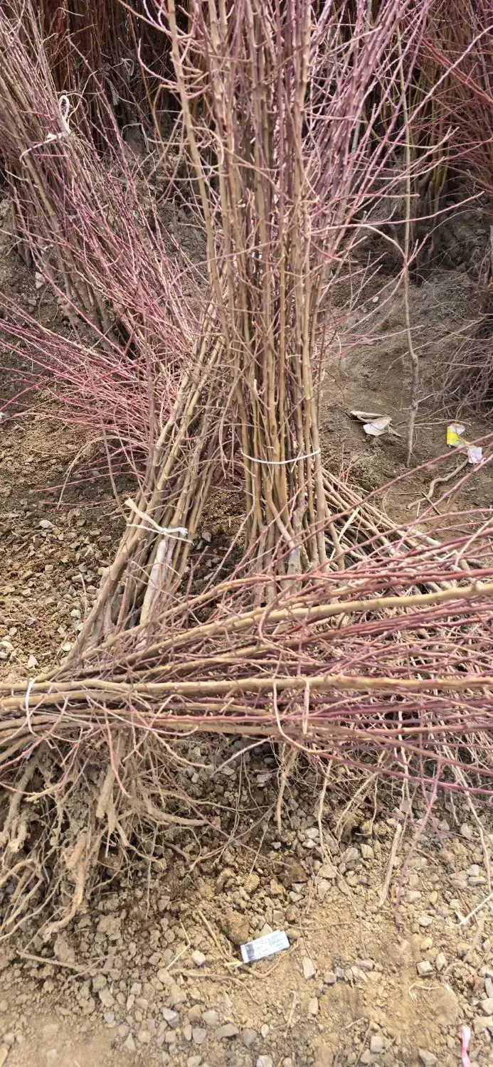 فروش بادام پربازده ـ تعداد محدود|خدمات باغبانی و درختکاری|بافت, |دیوار