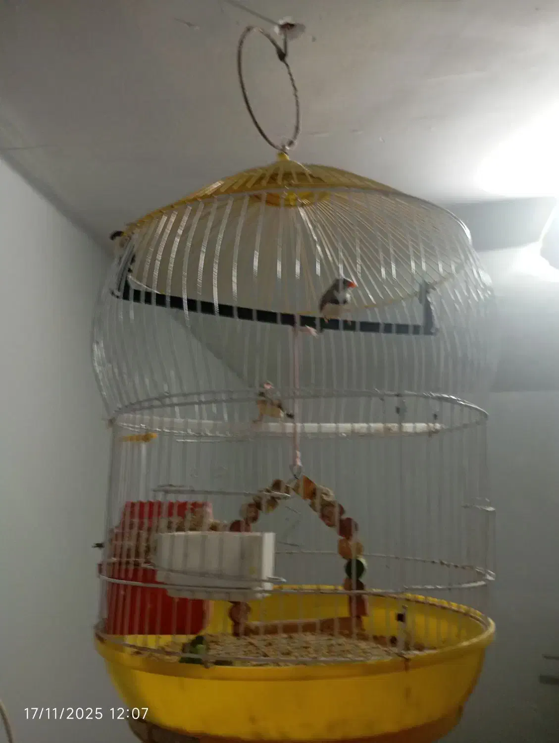 فنچ انگلیسی  بالغ|پرنده|میناب, |دیوار