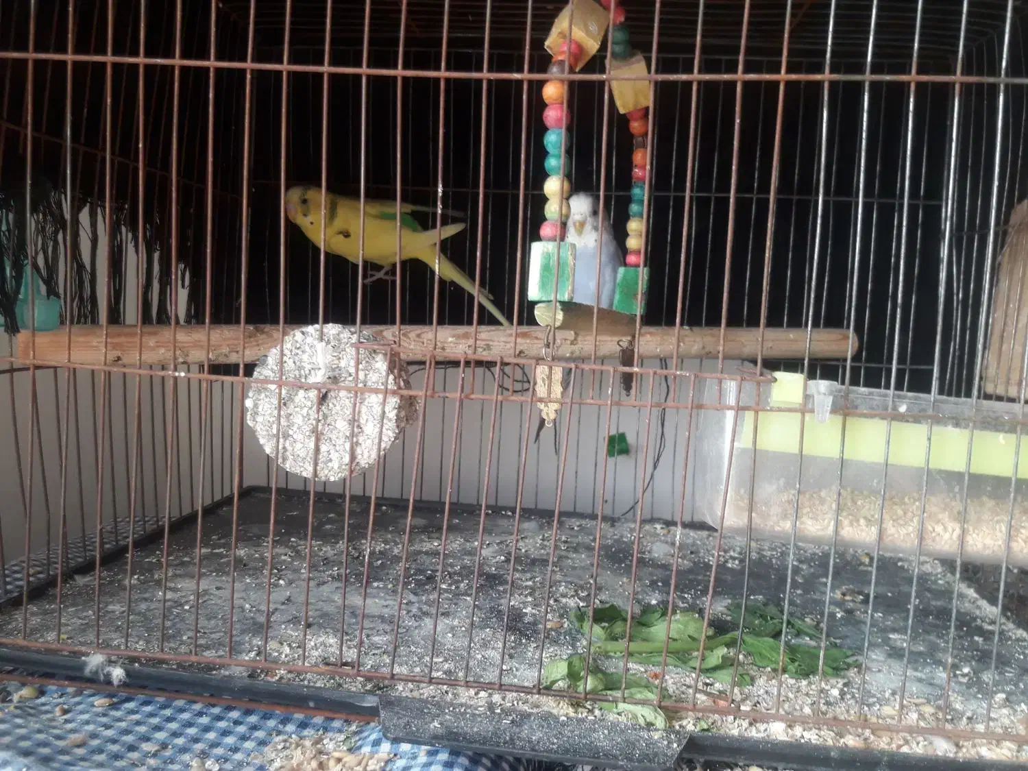 جفت مرغ عشق مولد بالغ|پرنده|لاهیجان, بازکیاگوراب|دیوار