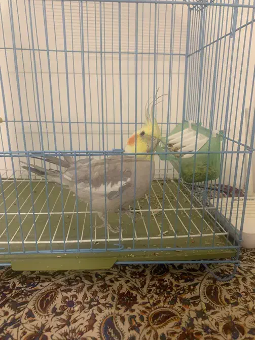 فروش عروس هلندی|پرنده|تهران, صادقیه|دیوار