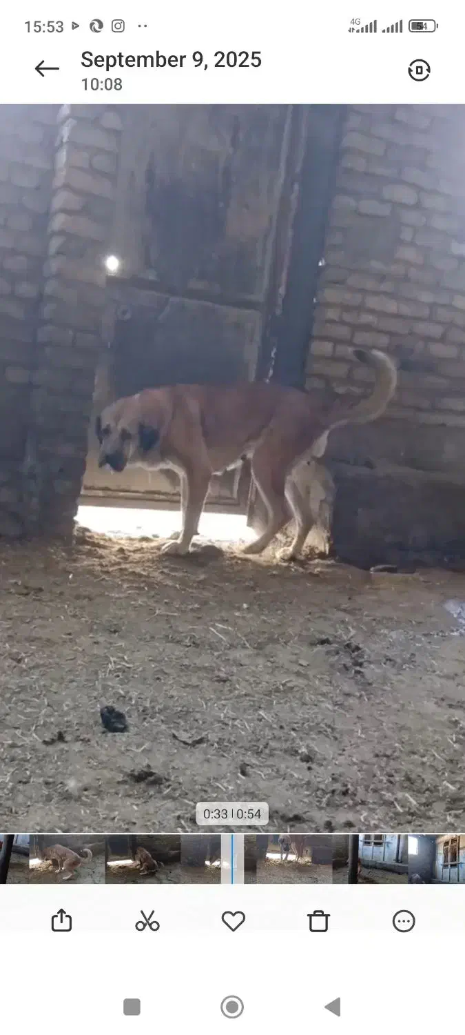 سگ گمشده عراقی|سگ|اشتهارد, |دیوار