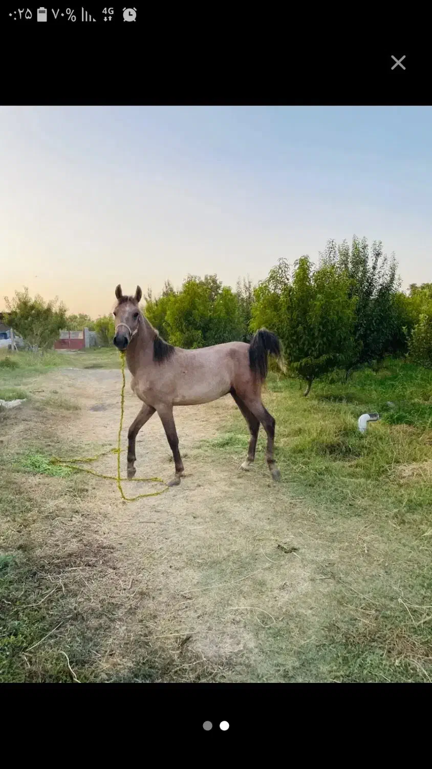 اسب فروشی|اسب و تجهیزات اسب‌سواری|ارومیه, |دیوار