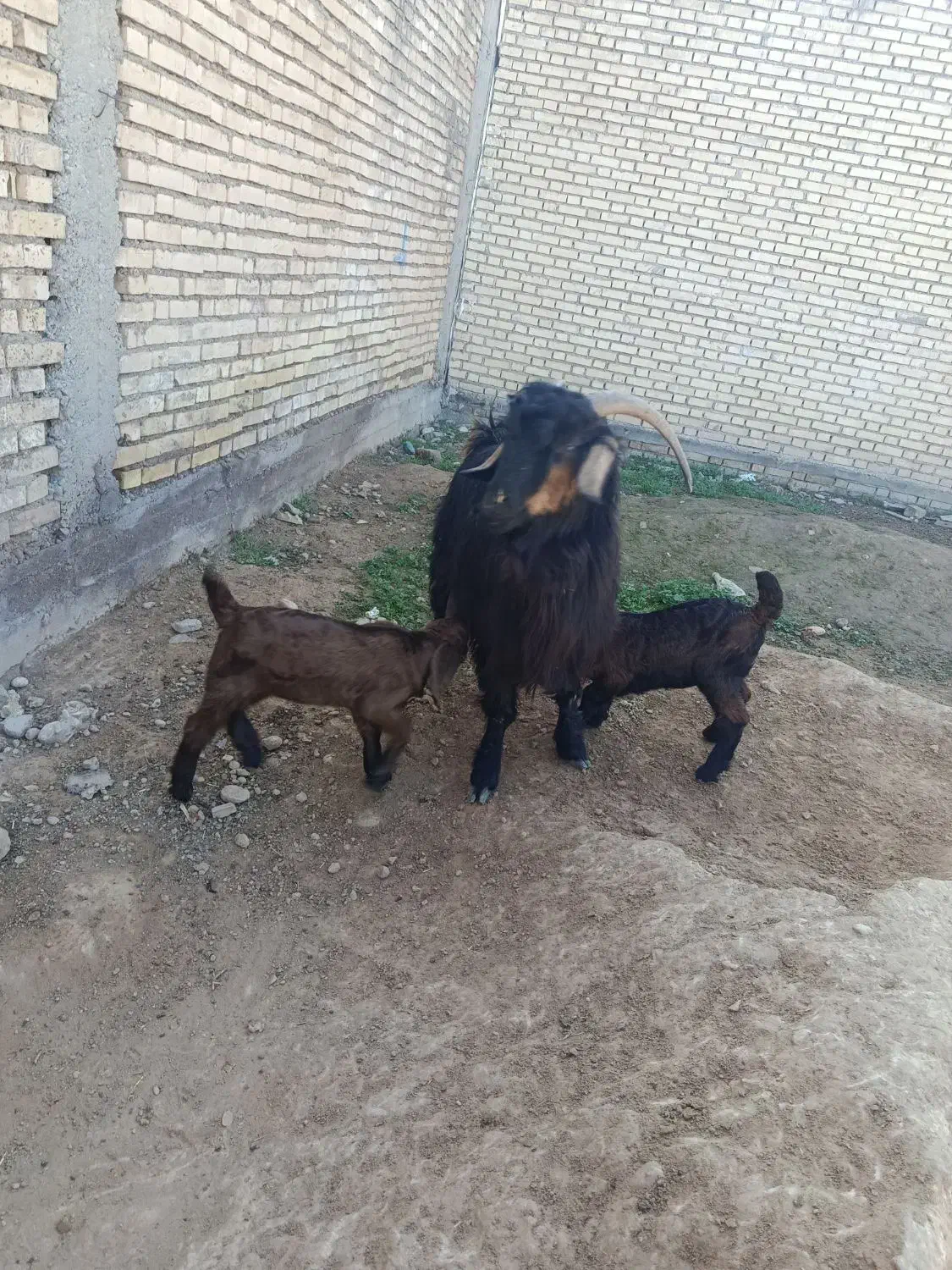 حیوانات‌مزرعه|حیوانات مزرعه|گتوند, |دیوار