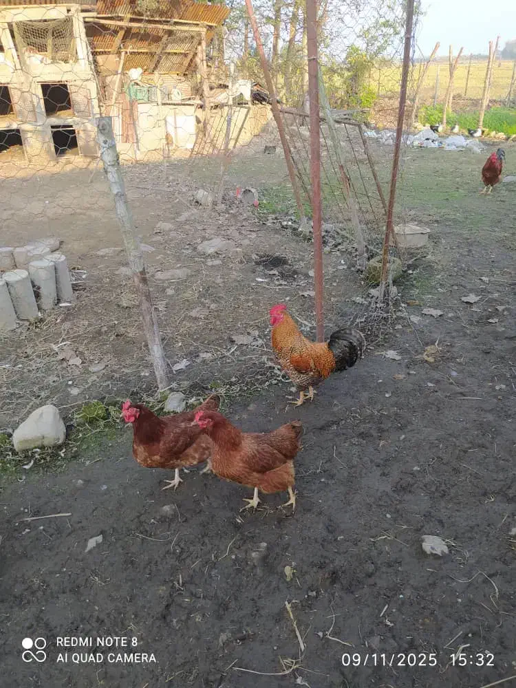 فوری یک عدد خروس|حیوانات مزرعه|رضوانشهر, |دیوار