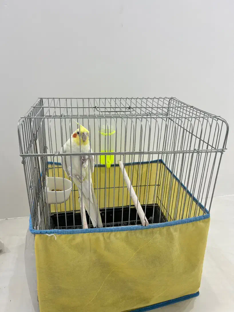 عروس سخنگو دستی|پرنده|قم, سراجه (۱۵ خرداد)|دیوار