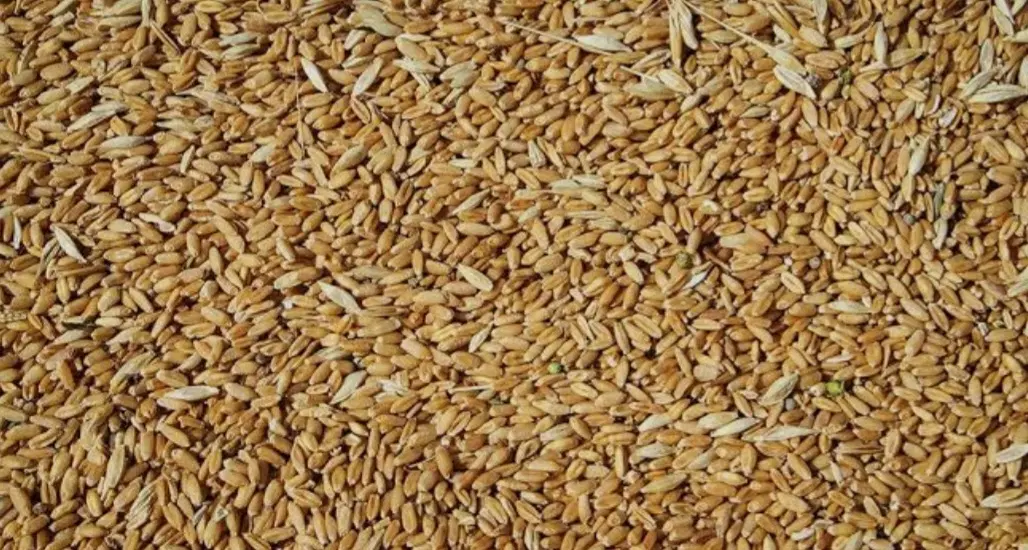 گندم دیم|عمده‌فروشی|زرین دشت (همدان), |دیوار