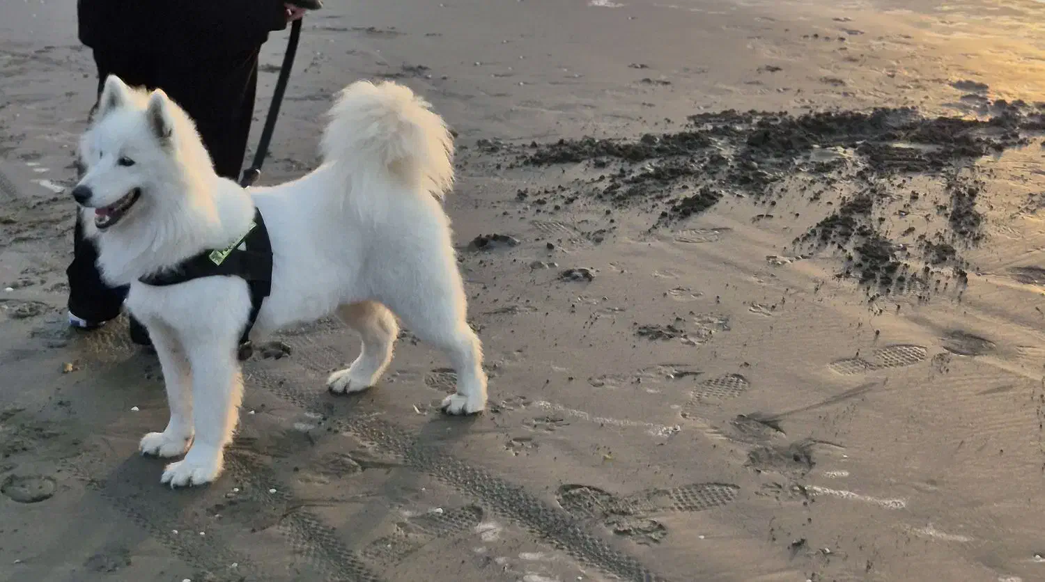 سک سامویید و واگذاری  سه توله از سامویید شیلنو|سگ|محمودآباد, |دیوار