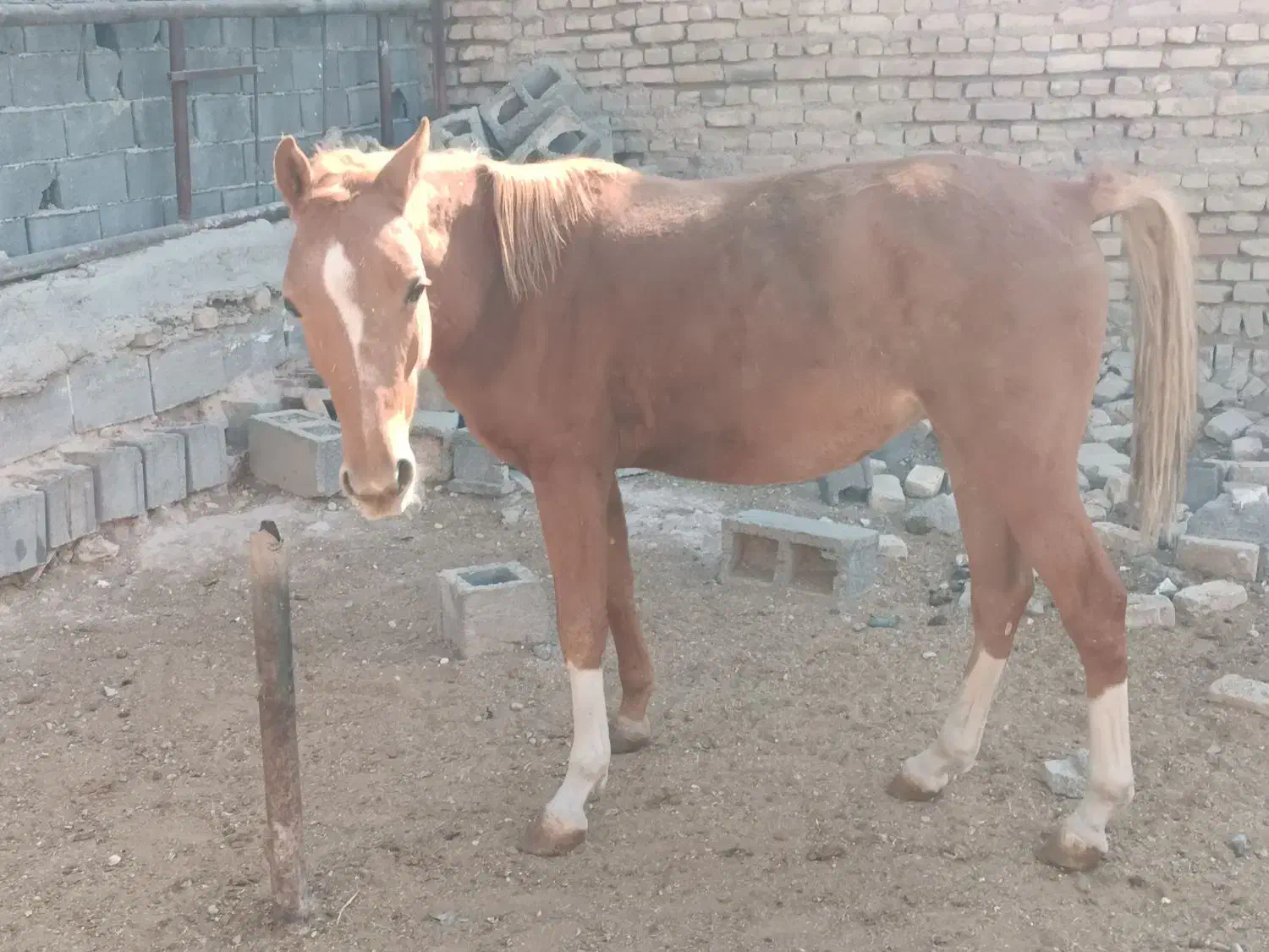 ااسب نریان|اسب و تجهیزات اسبسواری|دماوند, دماوند|دیوار