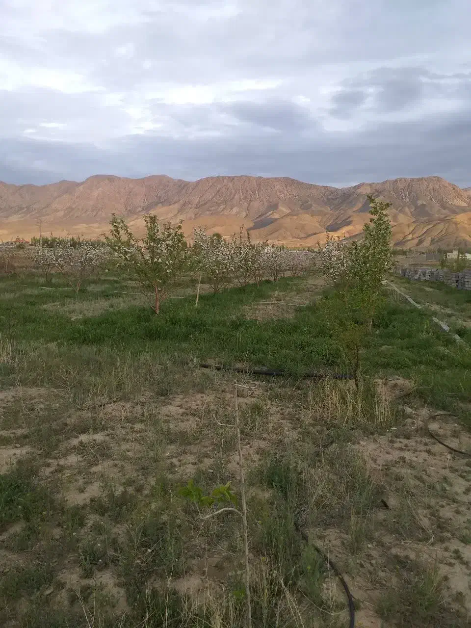 فروش زمین باغی|فروش زمین و ملک کلنگی|شهمیرزاد, |دیوار