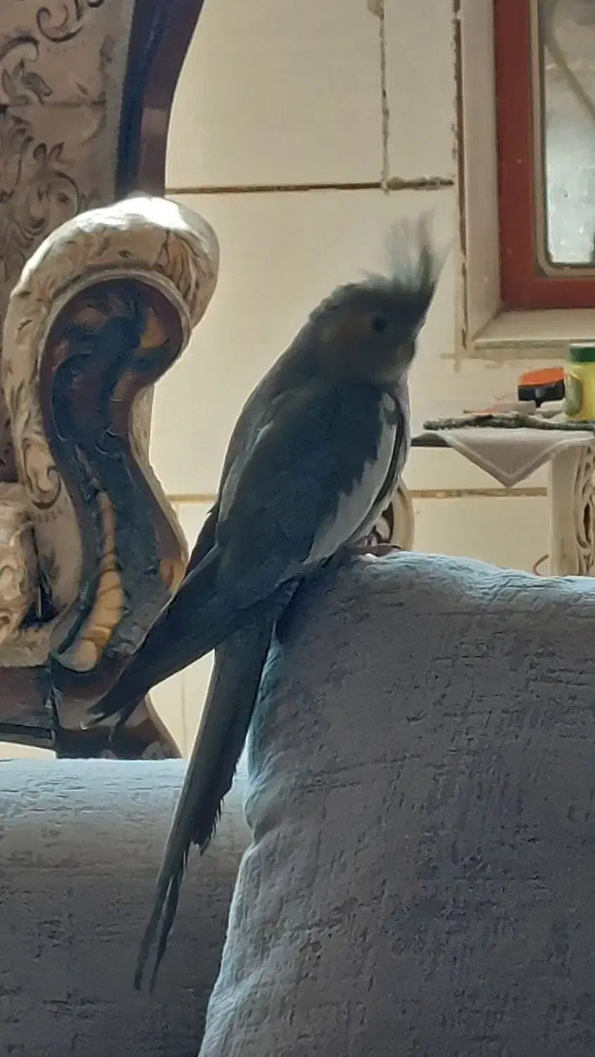 عروس هلندی ماده فروشی|پرنده|زرند, |دیوار