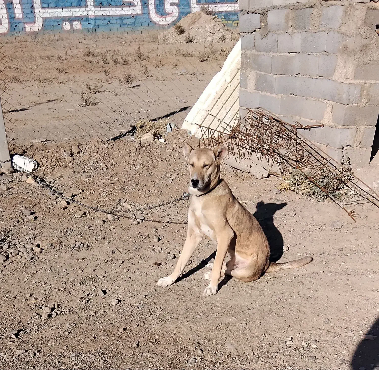 تولهسگ|سگ|شیروان (خراسان), |دیوار