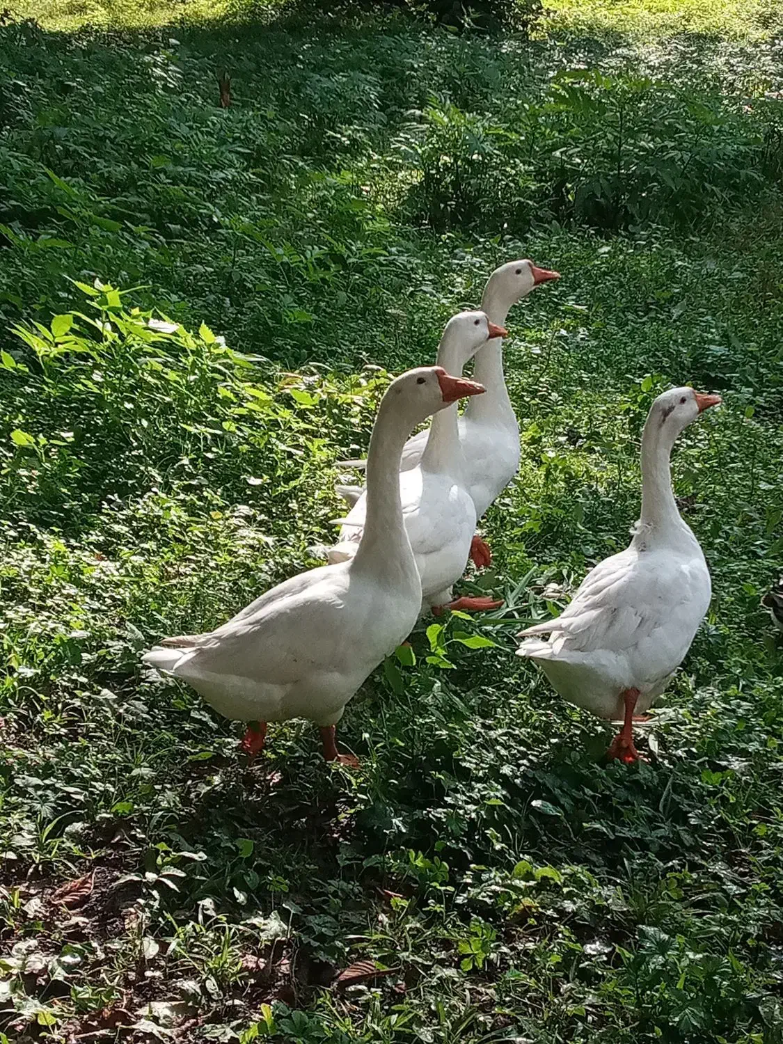 قوغازمیکس|حیوانات مزرعه|رشت, فرودگاه سردار جنگل رشت|دیوار