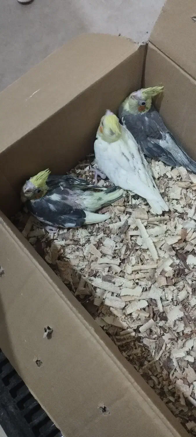 جوجه عروس هلندی و مولد|پرنده|مشهد, گلبرگ|دیوار