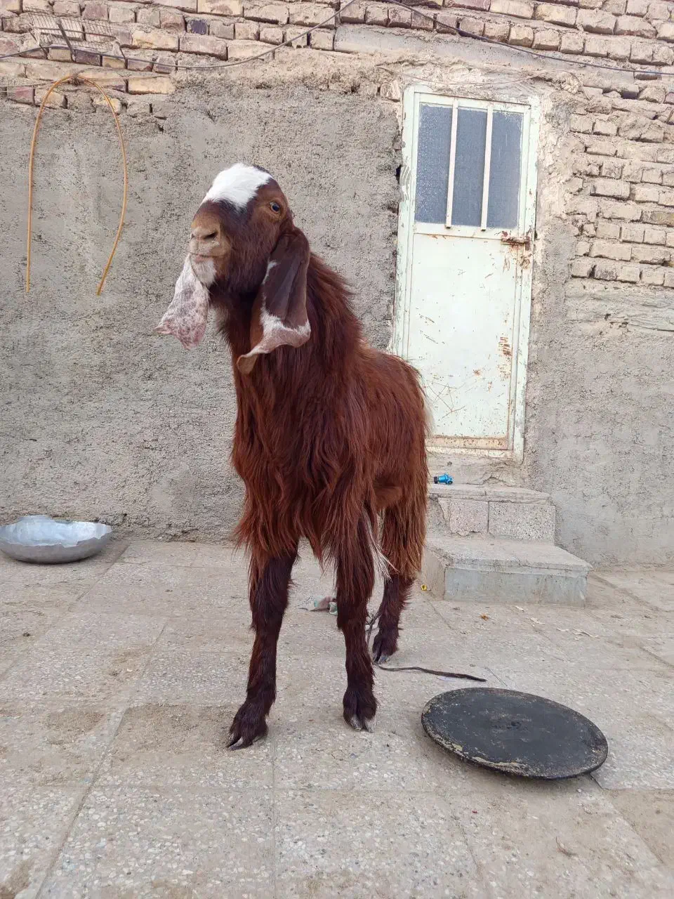 بز نر|حیوانات مزرعه|هامون, |دیوار