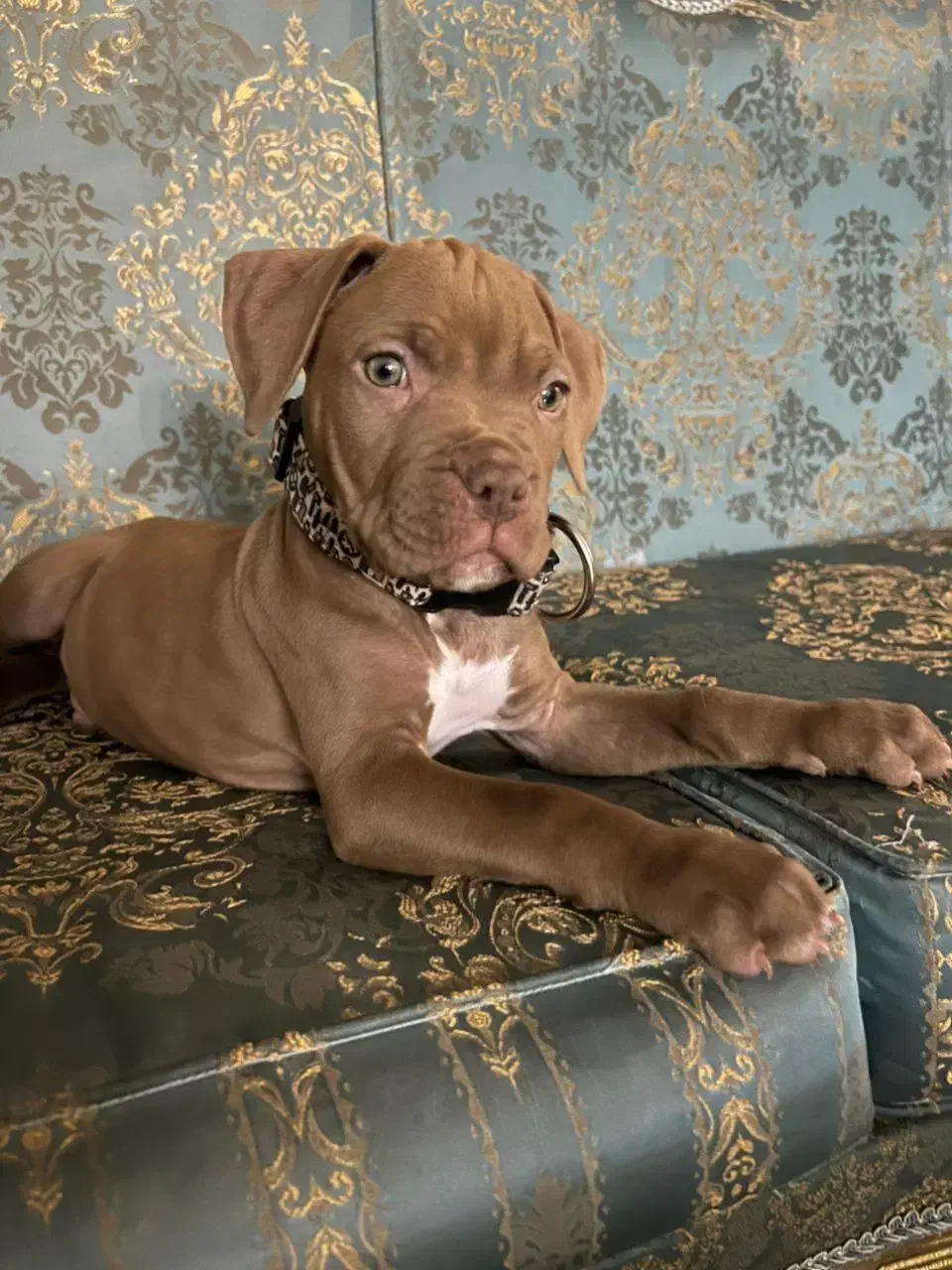 واگذاری توله پیتبول|سگ|پاکدشت, پاکدشت (مامازند)|دیوار