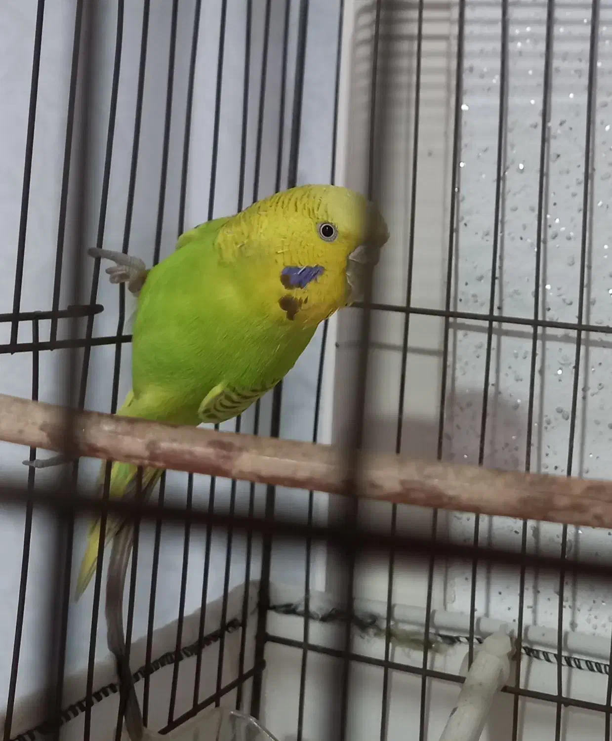 مرغ عشق ماده زیبا و سرحال|پرنده|بابل, |دیوار