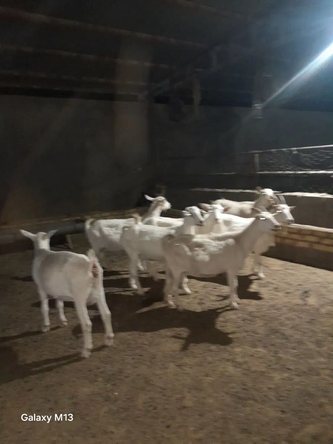 7 راس بز سانن درجه یک|حیوانات مزرعه|تربت جام, میان جام|دیوار