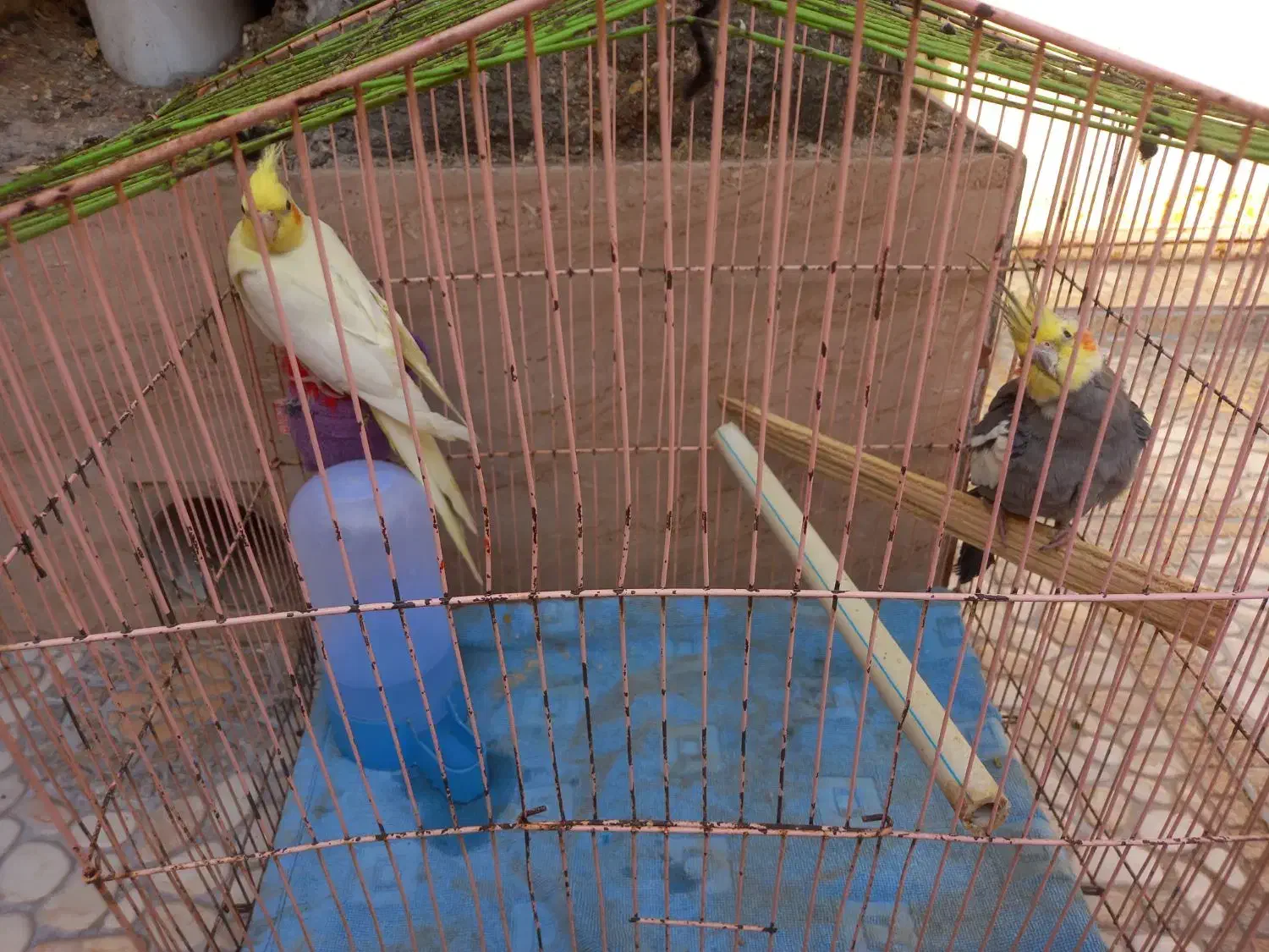 عروس هلندی|پرنده|خرمشهر, |دیوار