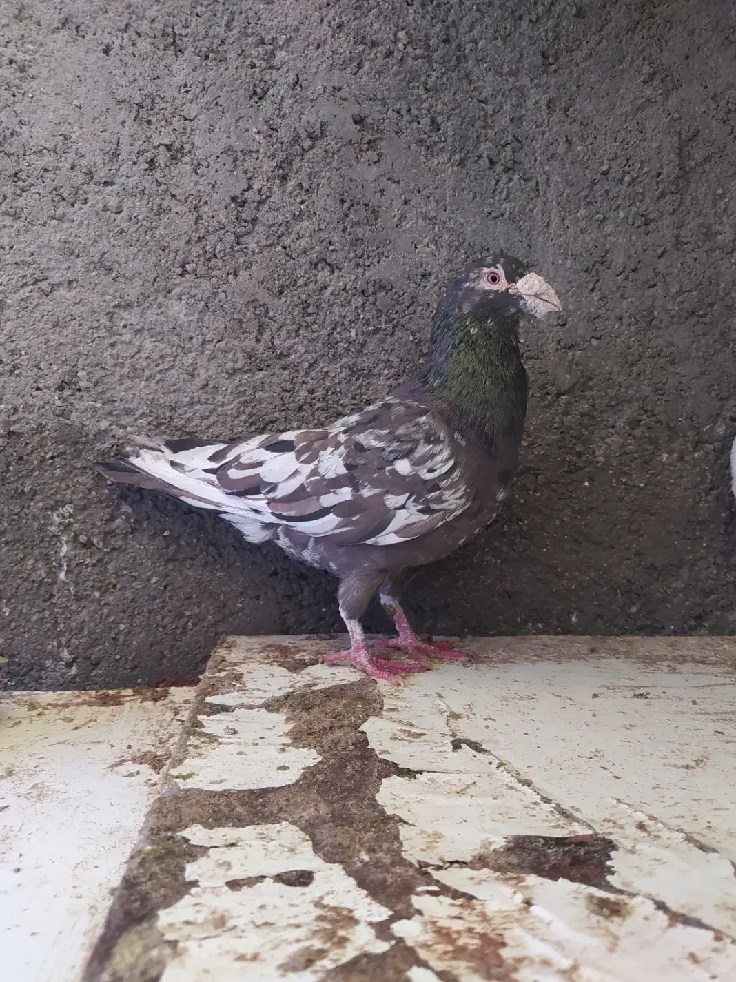 کبوتر|پرنده|مشهد, کوی پلیس|دیوار