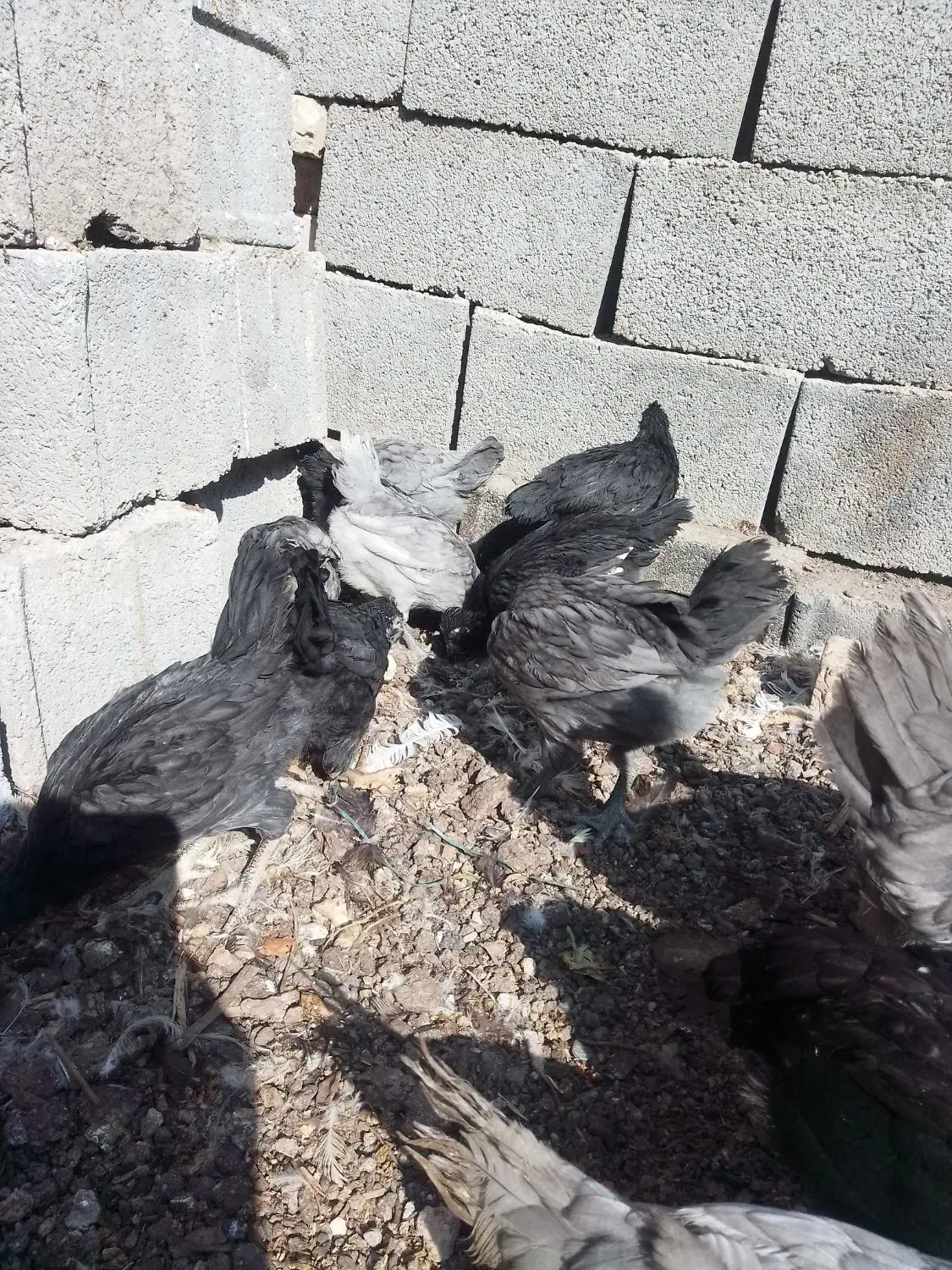 مرغ خروس جوجه گلین فول کیفیت|حیوانات مزرعه|اصفهان, بهارستان|دیوار