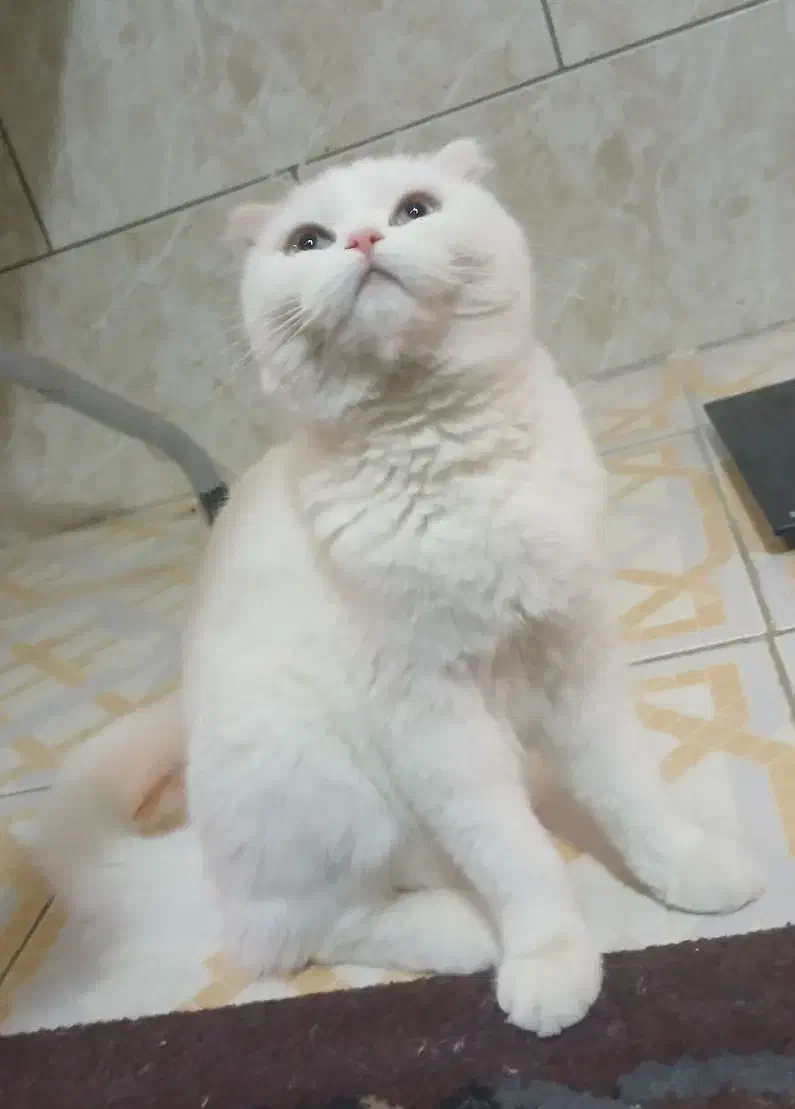 اسکاتیش سفید چشم آبی|گربه|کرمان, |دیوار