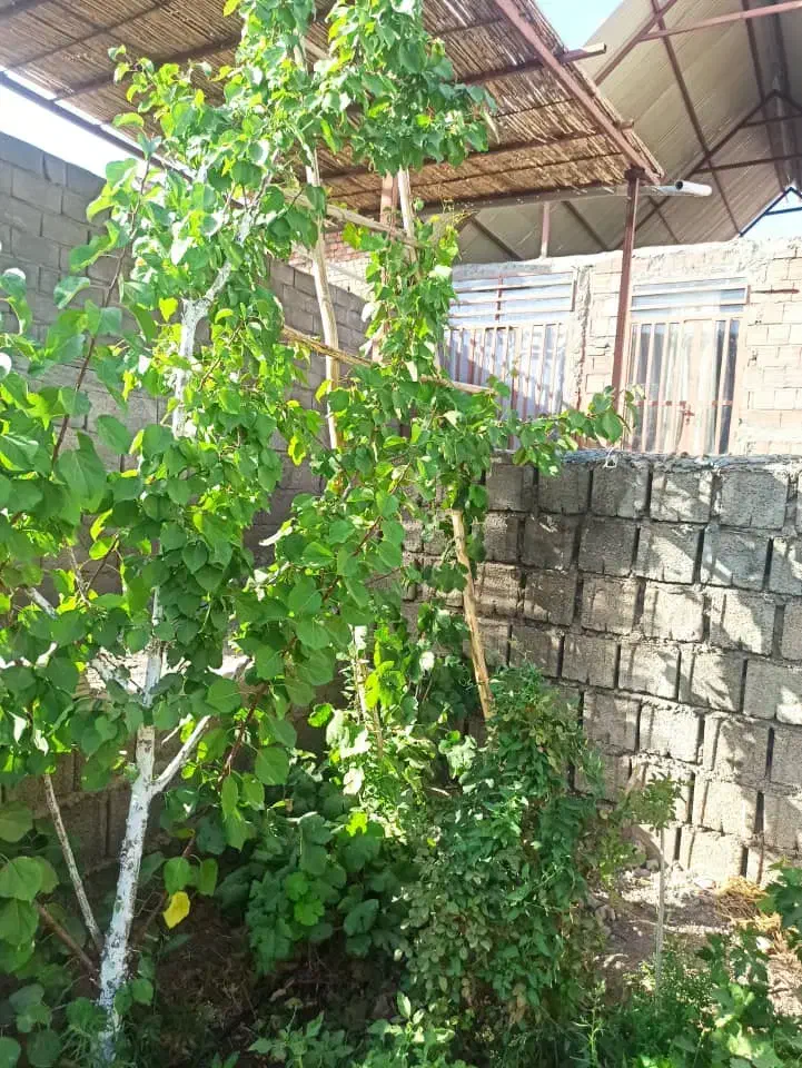 فروش ویلا کوهپایه ،کرمان،،|فروش خانه و ویلا|اسفیچ, |دیوار