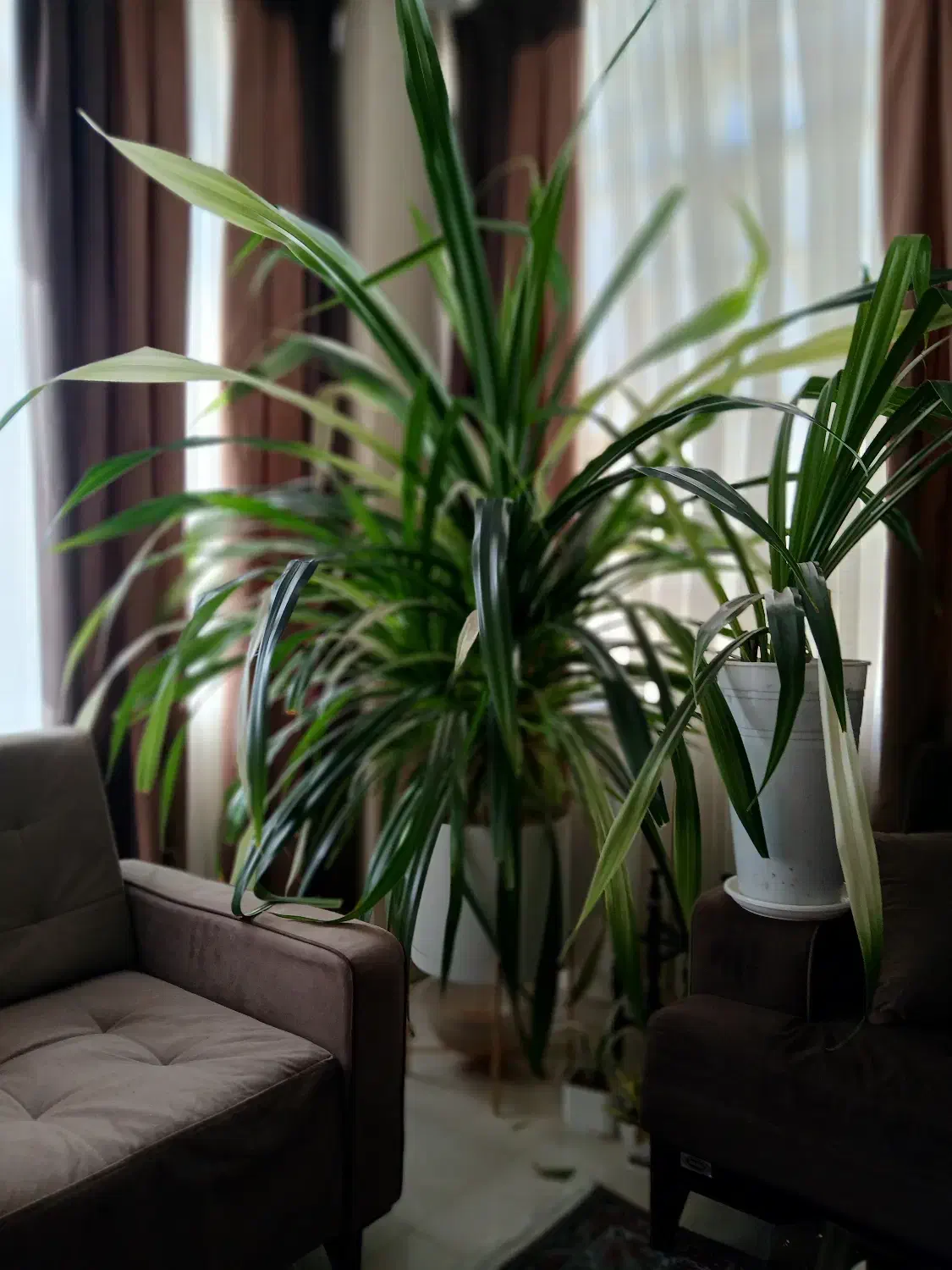 گل و گیاه طبیعی|گل و گیاه طبیعی|تهران, جهاد|دیوار