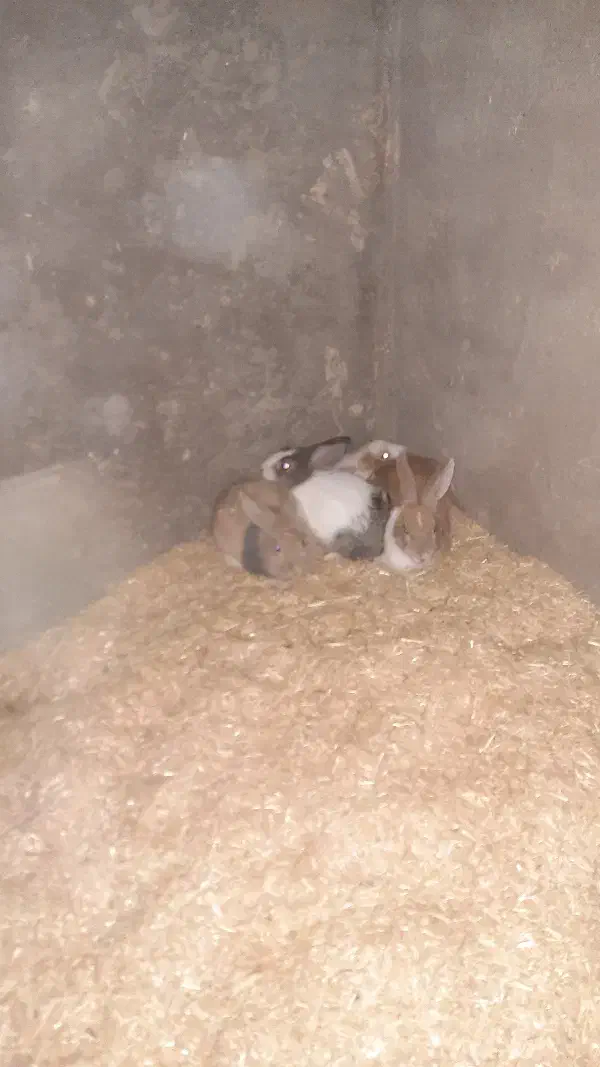 خرگوش فروشی|موش و خرگوش|قم, شهرک قدس|دیوار