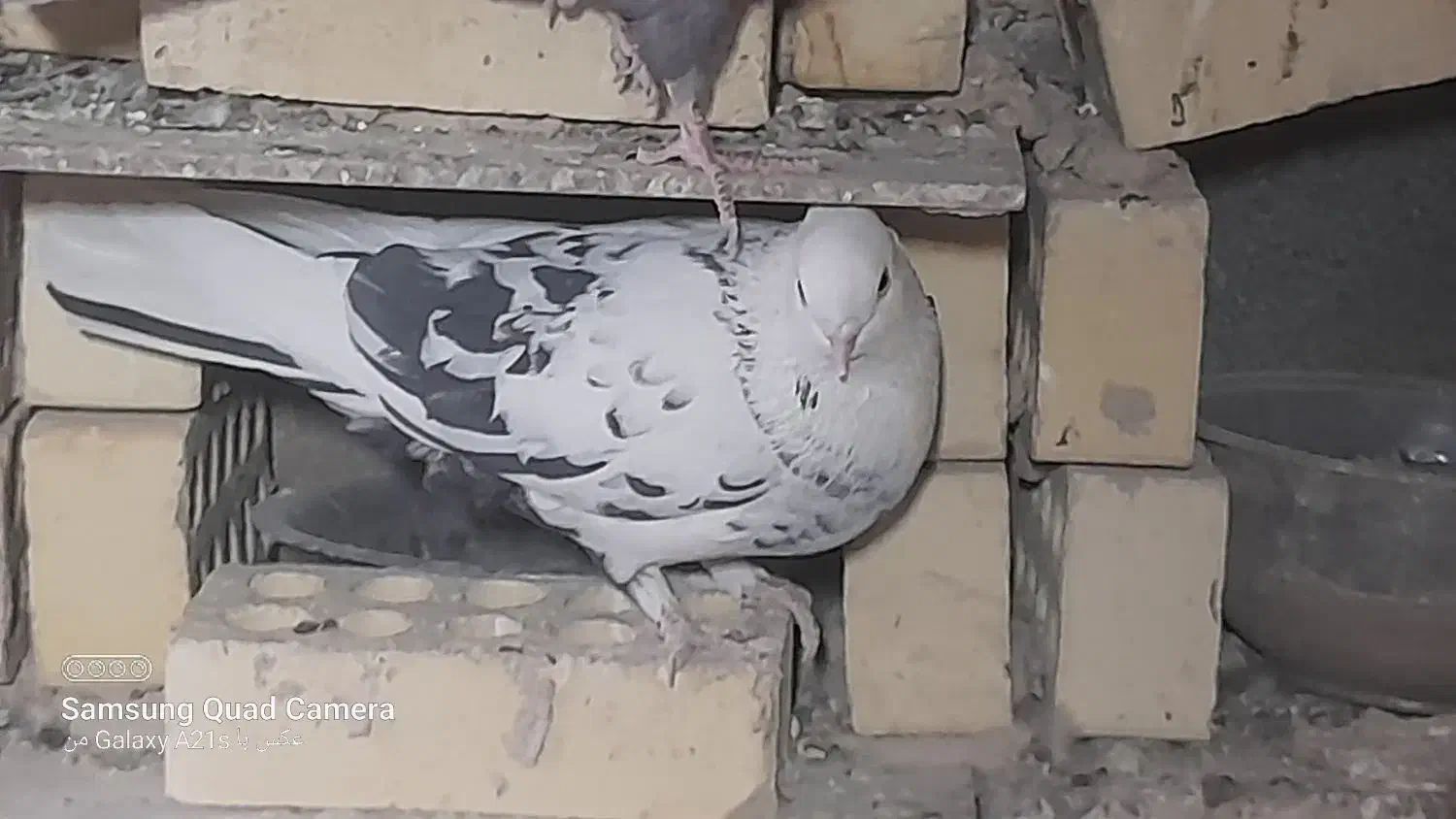 کفتر سفید شیرازی|پرنده|پیر بکران, |دیوار