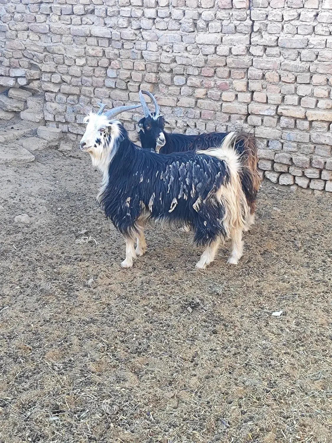 دوراس بزغاله نر|حیوانات مزرعه|تهران, افسریه شمالی|دیوار