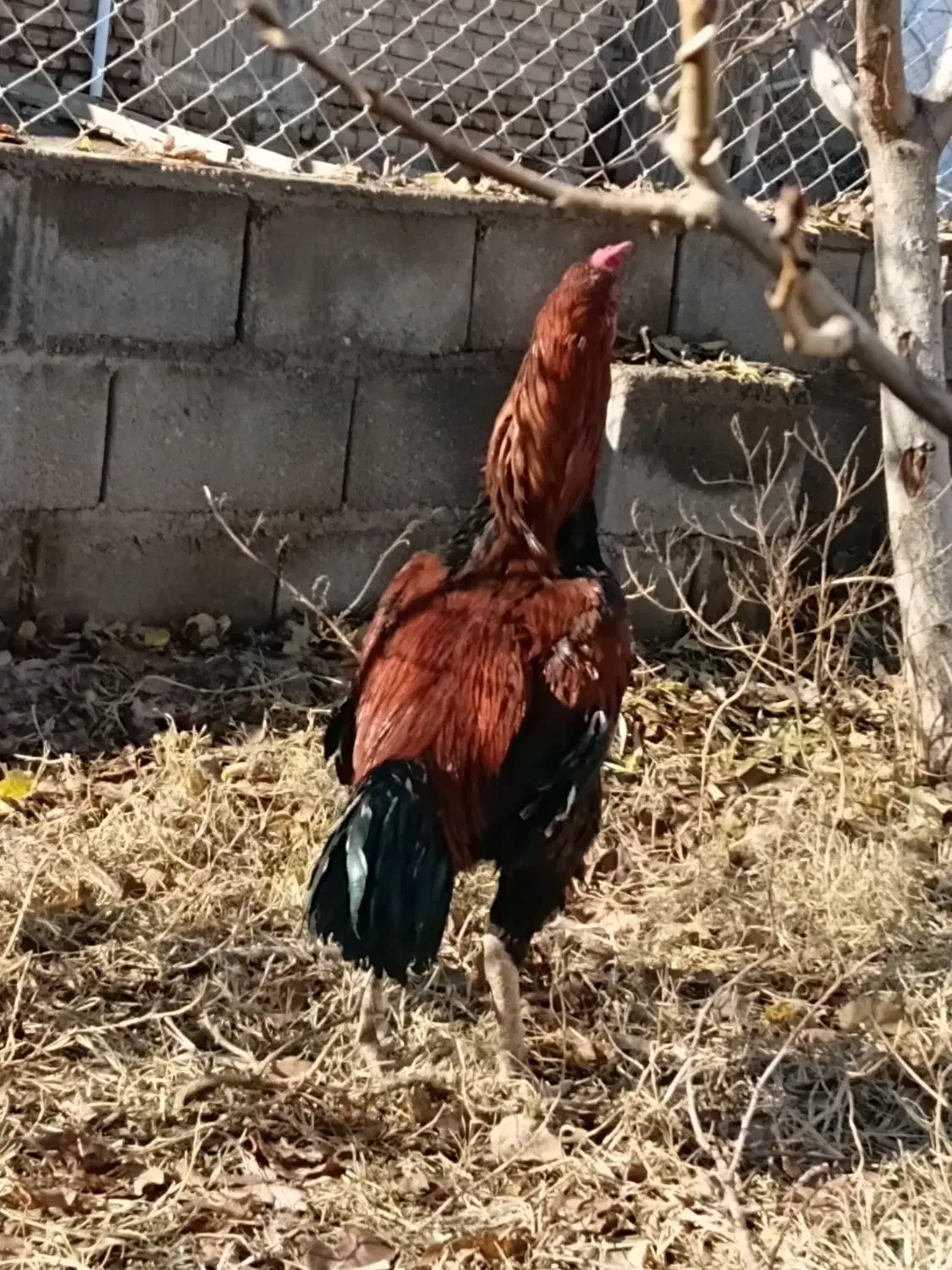 لاری درجه یک|حیوانات مزرعه|کشکسرای, |دیوار