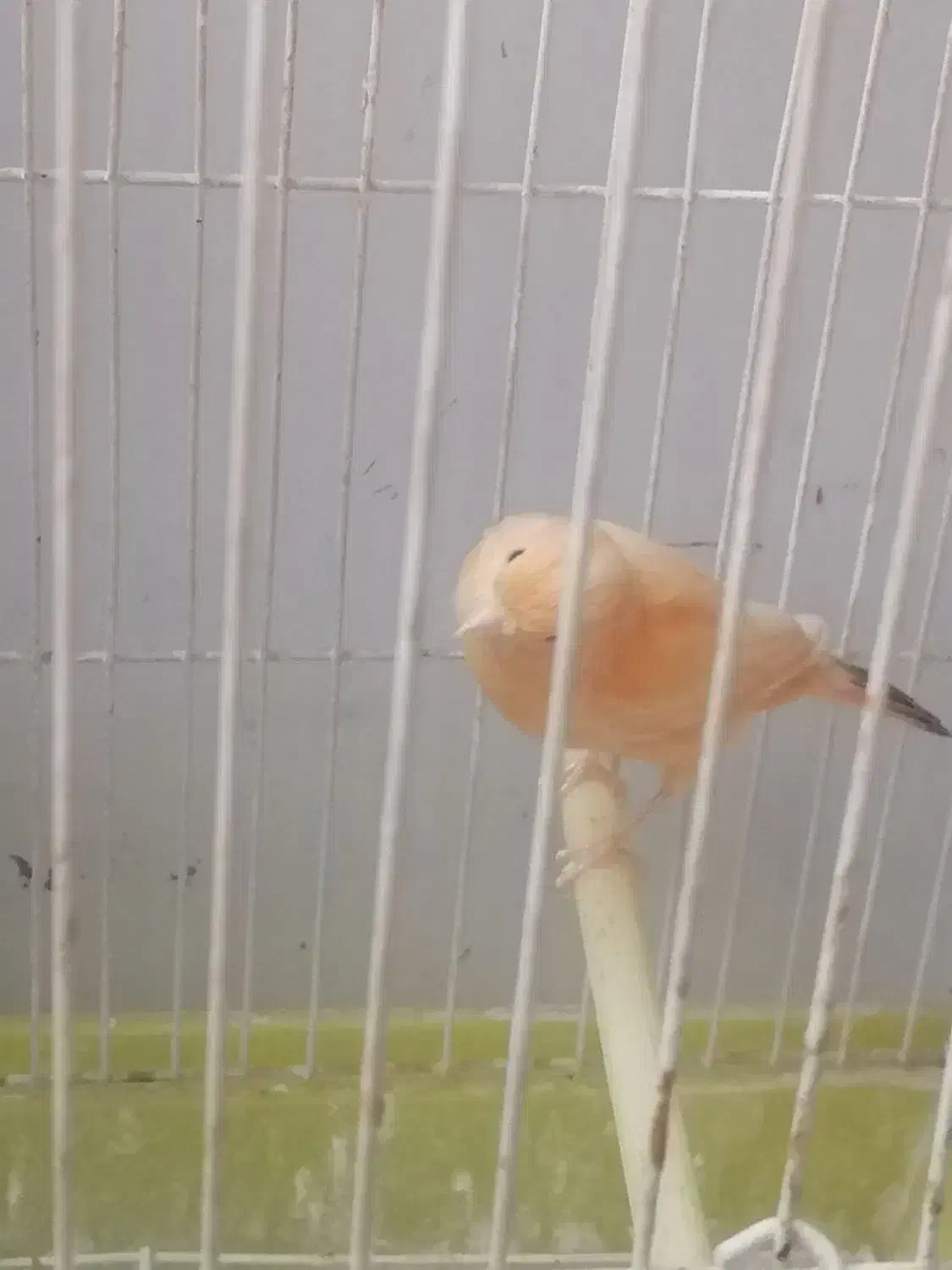 فروش انواع قناری مولد|پرنده|بابل, |دیوار