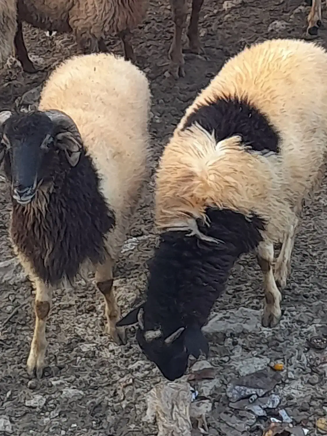 بره های نر فروشی مخصوص قربانی و داشتی و قصابی|حیوانات مزرعه|سیاهکل, |دیوار