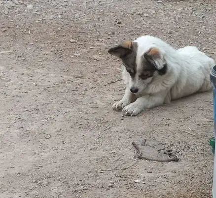 فروش سگ|سگ|اصفهان, اندوان|دیوار