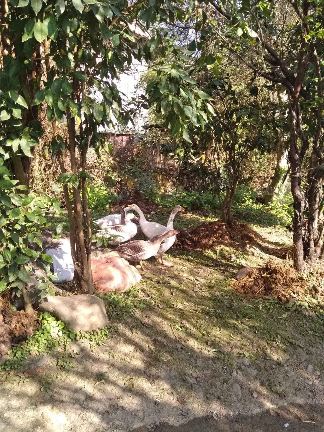 نداشتن موقعیت|حیوانات مزرعه|کومله, |دیوار