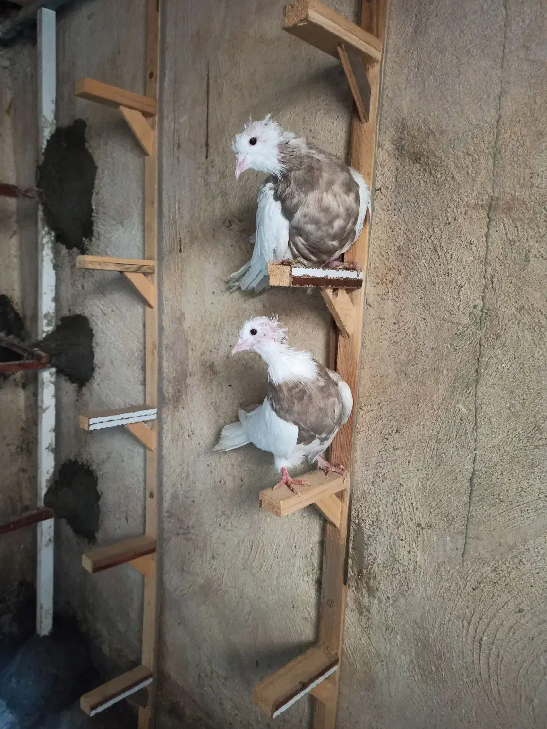 پلاکی دورگ خوشرنگ شیرازی طوقی|پرنده|ابریشم, |دیوار