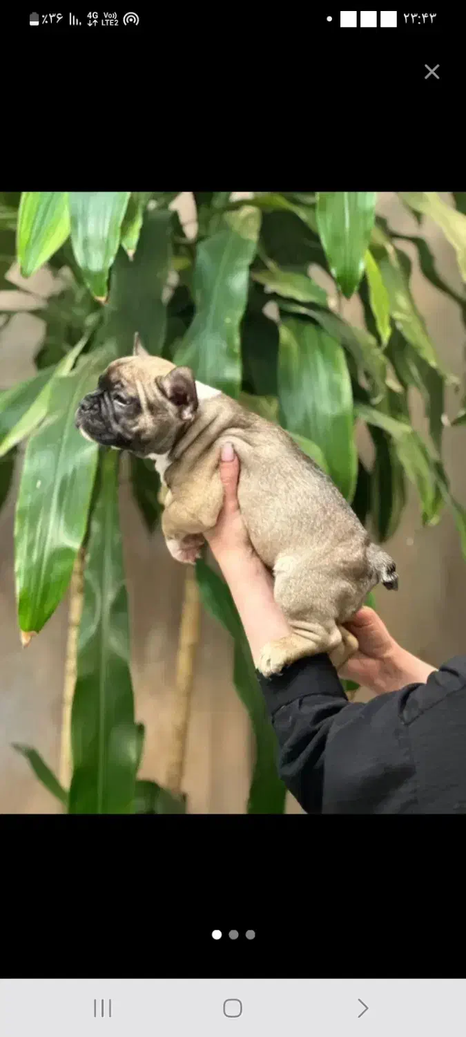 سگ فرنچ بولداگ|سگ|تهران, سهروردی|دیوار