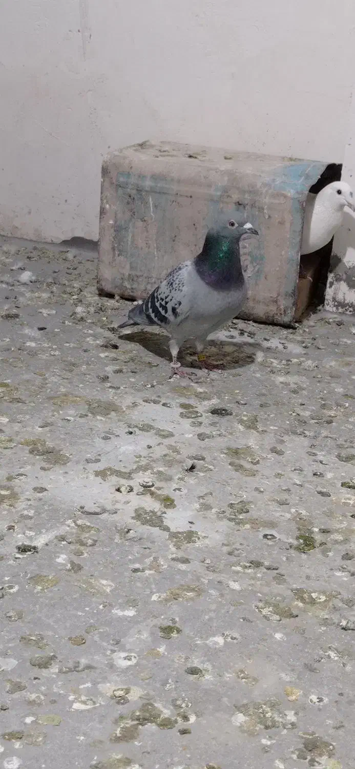 پلاکی مسافتی، بقلمو، خروس|حیوانات|چناران, |دیوار