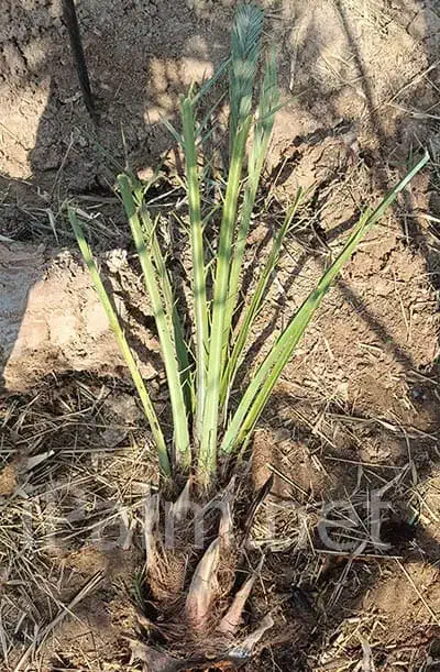 فروش پاجوش نخل|گل و گیاه طبیعی|دوگنبدان, |دیوار