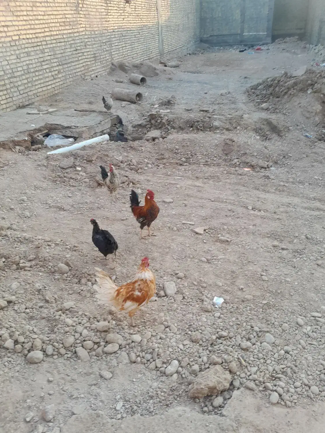 مرغ وخروس|حیوانات مزرعه|حمیدیه, |دیوار