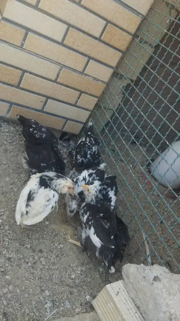 مرغ گلین و لری|حیوانات مزرعه|فولادشهر, A3|دیوار