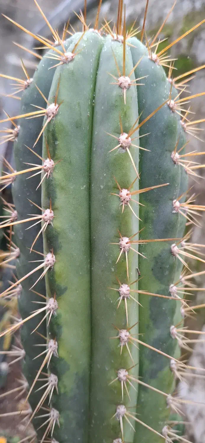 تریکو ابلق|گل و گیاه طبیعی|رشت, پارک شهر|دیوار