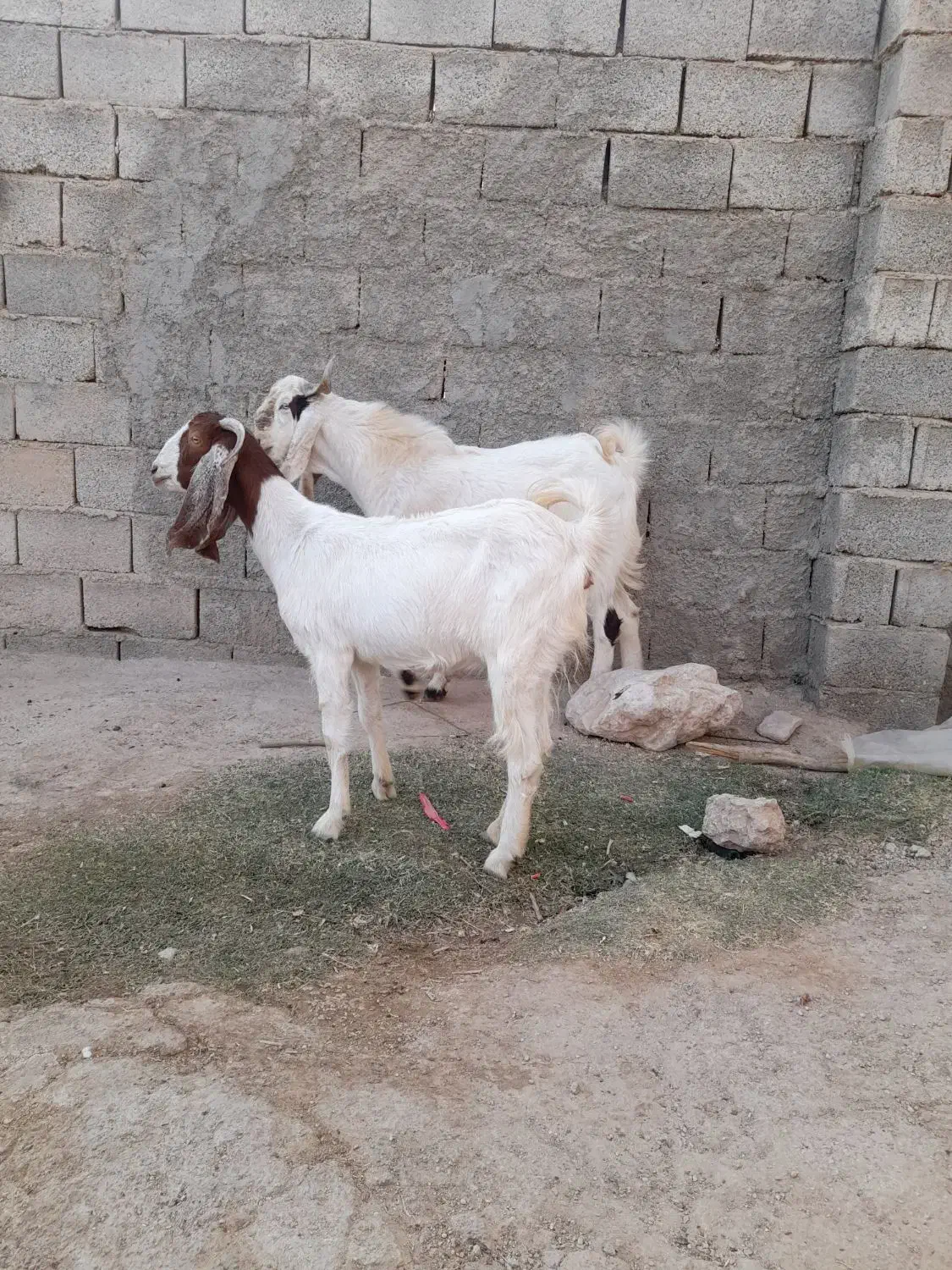 ۶ تا بز و یک کهره چبش|حیوانات مزرعه|داراب, |دیوار