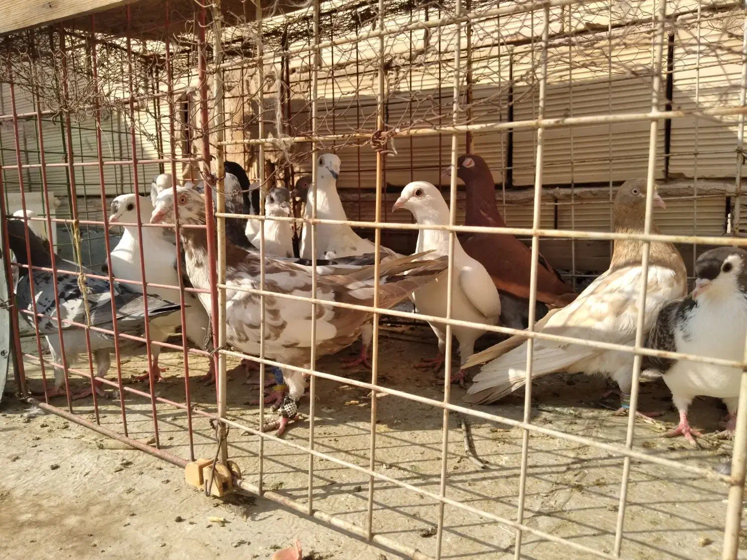 شانزده تا کفترشهرستانی.بدون بوم|پرنده|مشهد, امیریه|دیوار