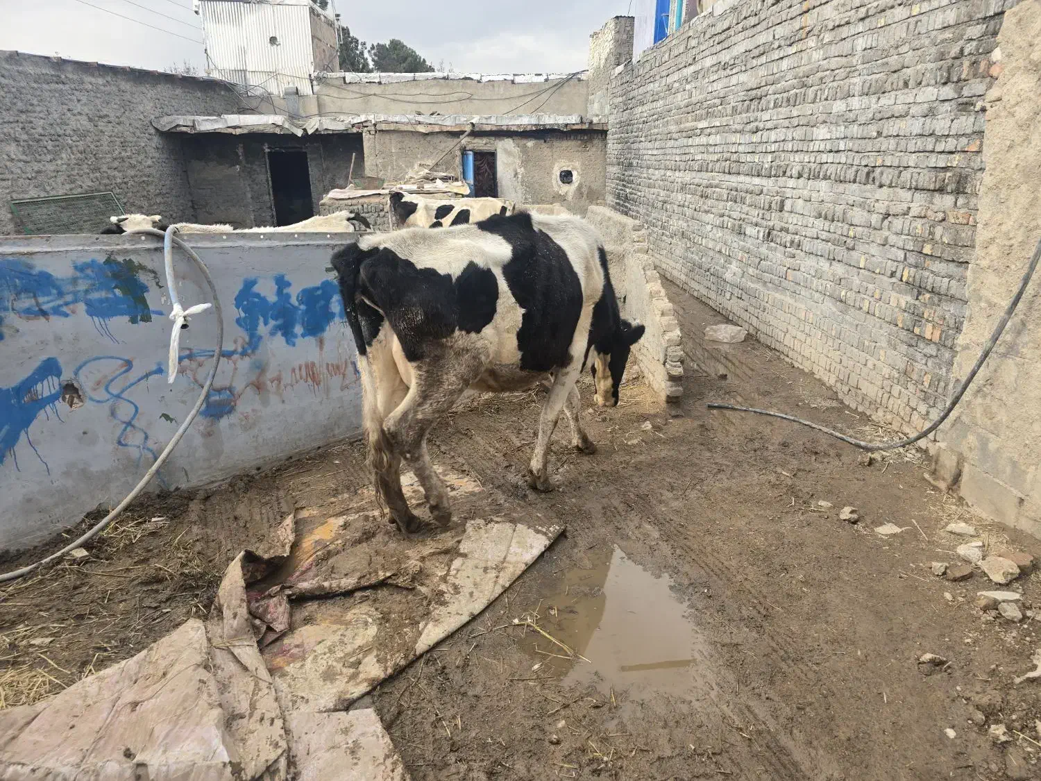 گاو فروشی|حیوانات مزرعه|شهر ری, علایین|دیوار