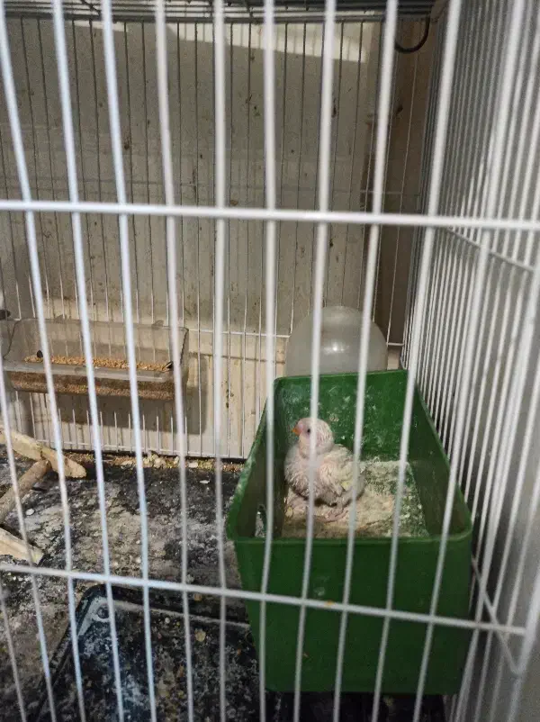 مرغ عشق اصل انگلیسی|پرنده|تهران, سازمان برنامه جنوبی|دیوار